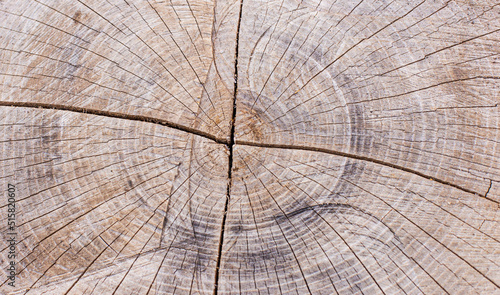 Old natural wood texture closeup. Abstract background. The perfect backdrop for a presentation