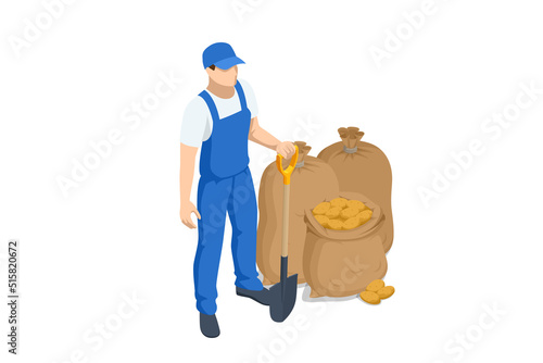Isometric Harvesting Potatoes. Farmers grow organic potatoes vegetables and harvest. Fresh Potato.