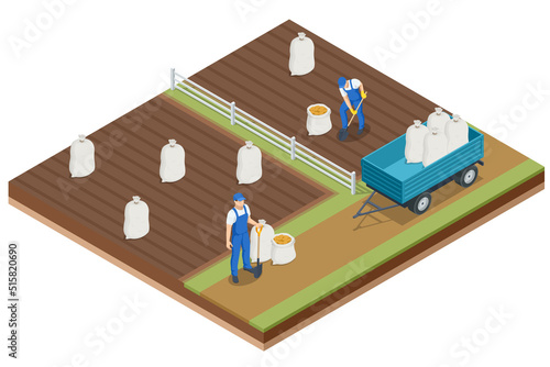Isometric Harvesting Potatoes. Farmers grow organic potatoes vegetables and harvest. Fresh Potato.