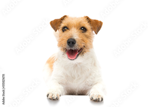 jack russell dog smiling on white background