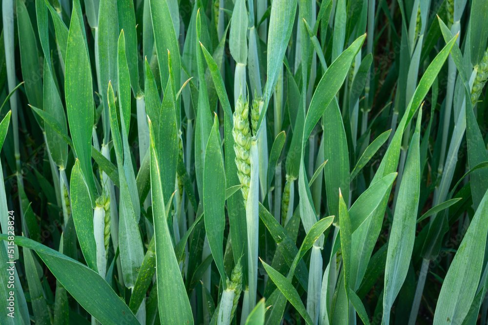 Fototapeta premium Green cereal in close-up