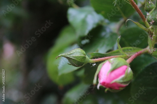 Rosa Rosen in Nahaufnahme. Fotografie der Königin der Blumen. Ein buschiger Baum mit rosa Blüten. Rosenknospen sind von grünen Blättern umgeben. Die natürliche Umgebung. Duftende Blumen. Dornen.