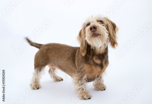 Perro salchicha pelo largo fondo blanco