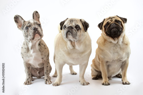 Tres perros amigos en fondo blanco