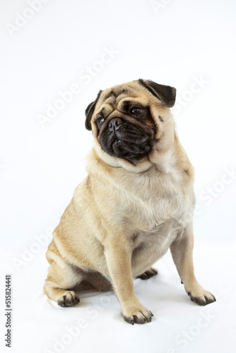 Perro pug mirando de lado en fondo blanco