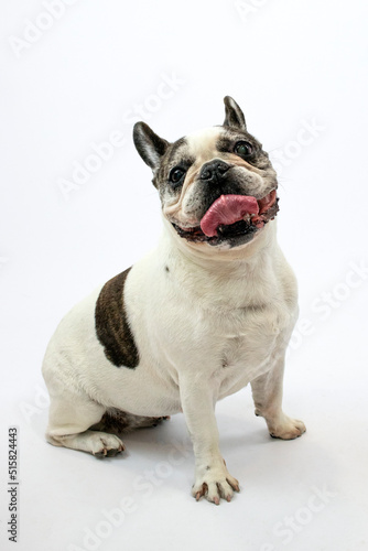 Bulldog francés feliz