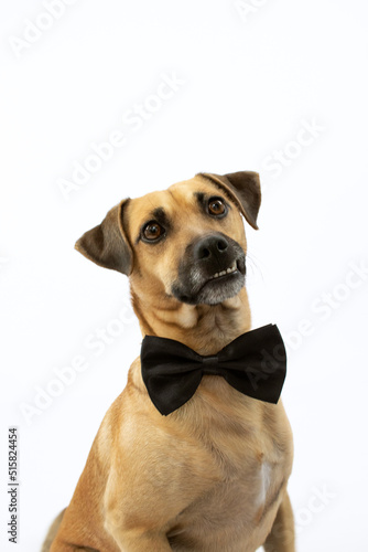 Retrato a perro con pajarita fondo blanco photo