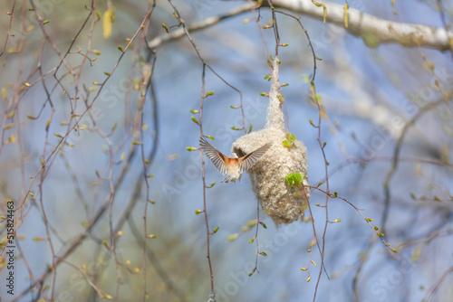 Fototapeta Naklejka Na Ścianę i Meble -  Remiz ptak 