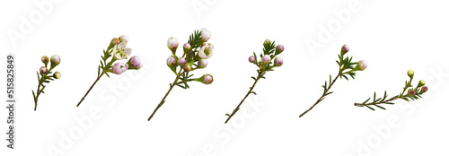 Set of white chamelaucium f...