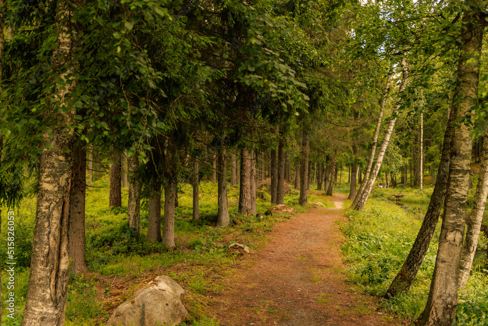 path in the woods path in the woods