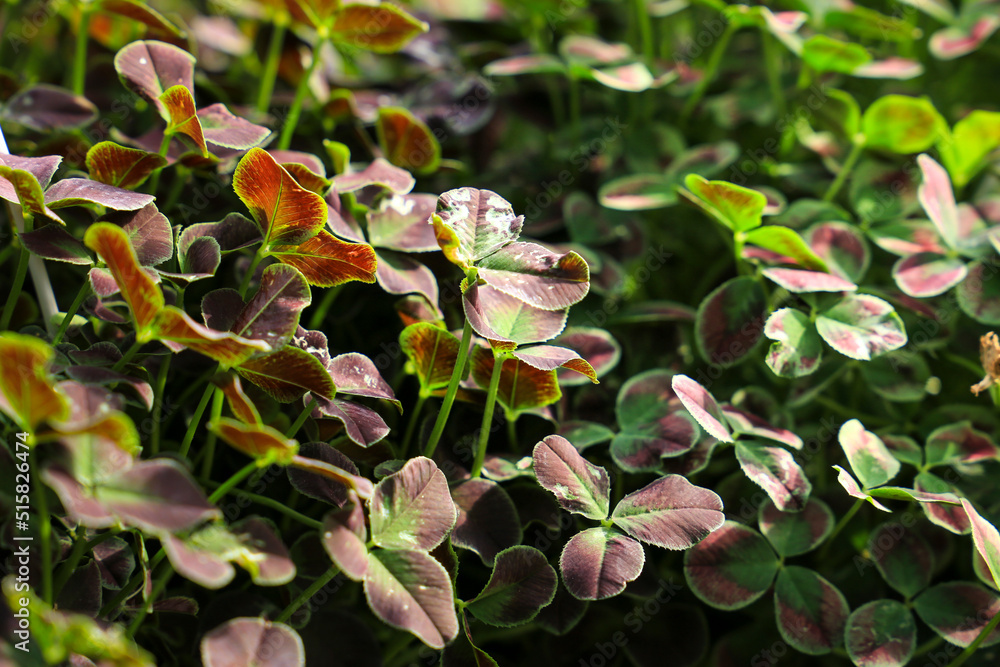 Oxalis plants in the garden under the sun Oxalis plants in the garden under the sun