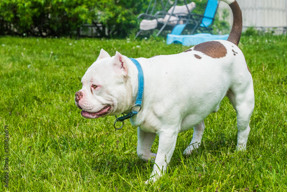 White color male American Bully dog profile portrait on green grass