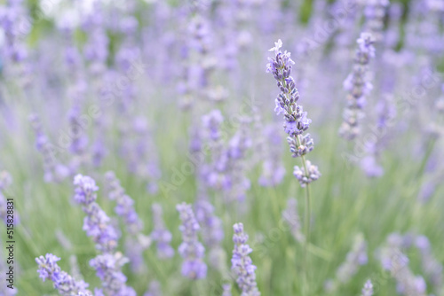 blooming lavender flower on background