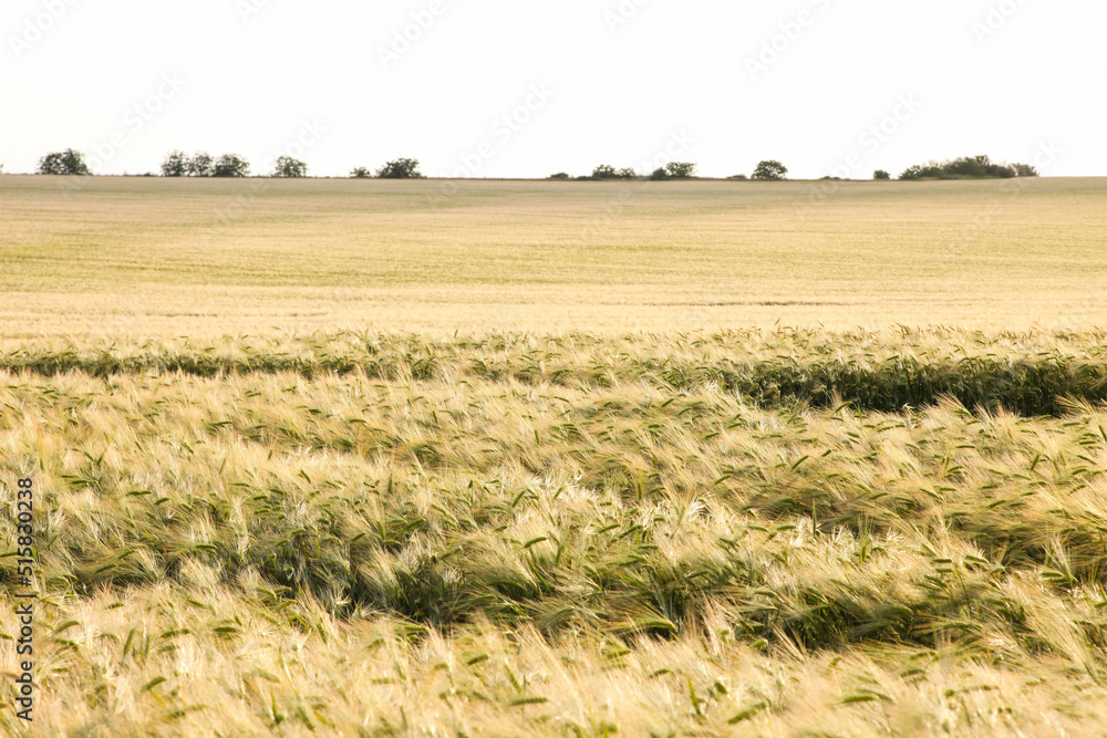field with ears of barley field with ears of barley