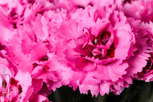 Bouquet of pink carnations