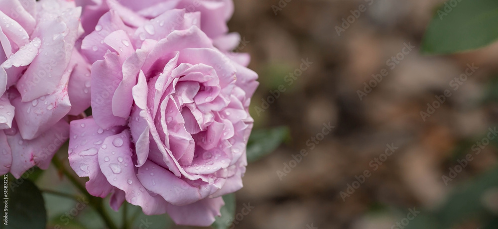 A delicate purple rose of a beautiful fashionable shade is very peri with dew at dawn. Beautiful sunlight. The background image is green. Natural, environmentally friendly natural background.