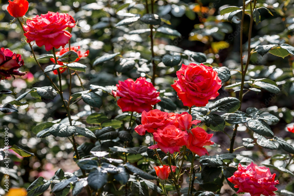 A red rose with dew and raindrops at dawn. Beautiful sunlight. The background image is green-red. Natural, environmentally friendly natural background. A copy of the place for the text. A red rose with dew and raindrops at dawn. Beautiful sunlight. The background image is green-red. Natural, environmentally friendly natural background. A copy of the place for the text.
