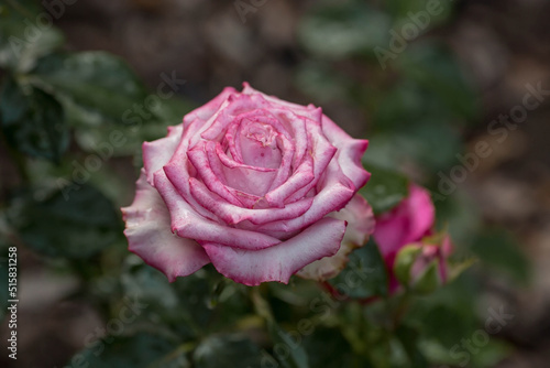 Pink rose of a beautiful pastel shade with dew at dawn. Beautiful sunlight. The background image is green and pink. Natural, environmentally friendly natural background.