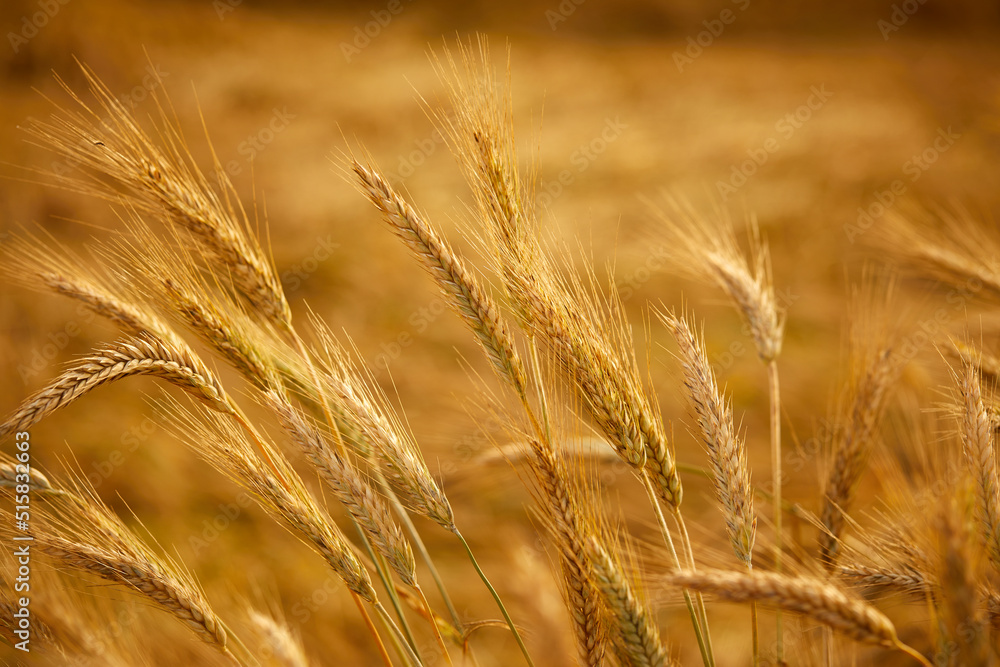Golden cereal field with ears of wheat Golden cereal field with ears of wheat