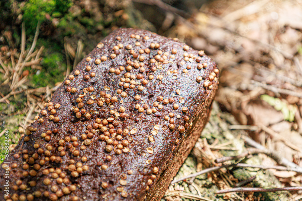 Fototapeta premium bread