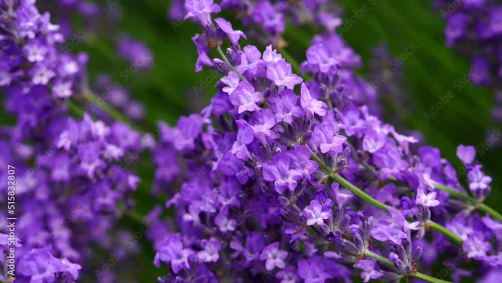 風にゆれるラベンダー