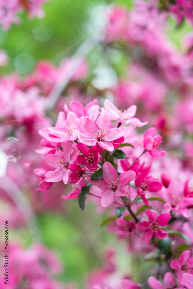pink blossom pink blossom