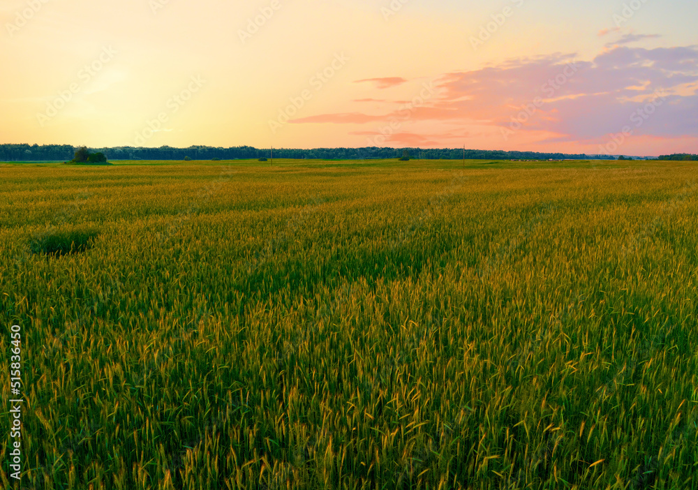 Wheat field on sunset. Barley field in agriculture harvest season. Farm harvesting in rye field at farm. Bread grain crops. Wheat and corn markets in crisis world’s breadbasket. Food inflation, hunger
