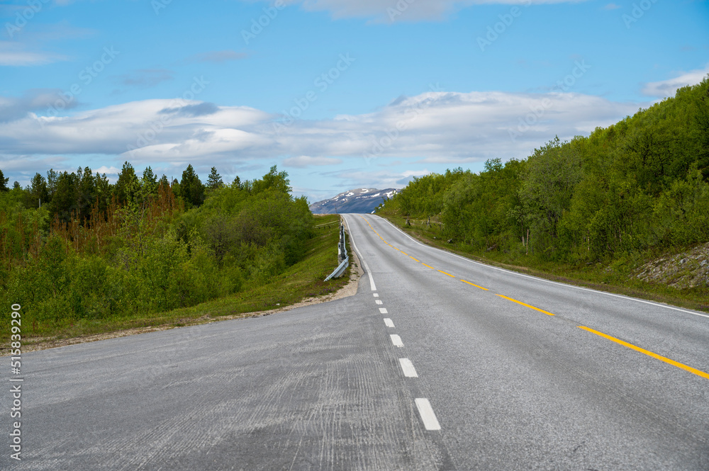 Asphalt road in coniferous forest