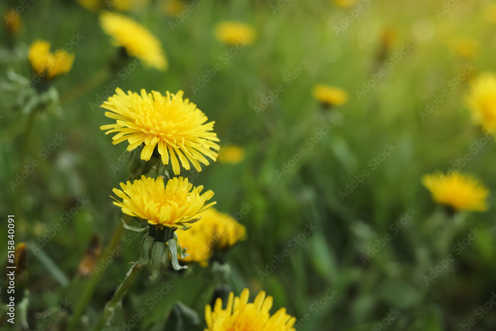 Beautiful bright yellow dandelions growing outdoors, closeup Beautiful bright yellow dandelions growing outdoors, closeup