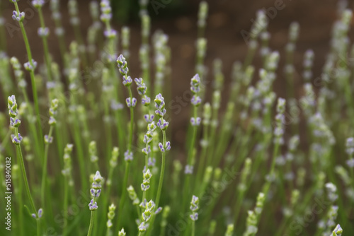 Closeup view of beautiful lavender growing in field