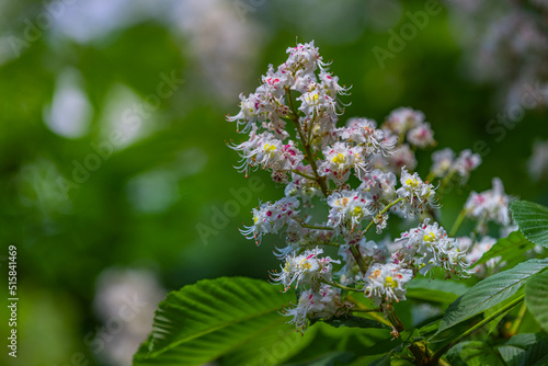 Exotic summer floral tree closeup. Sunny green lush foliage. Mediterranean flowers and blurred serene 