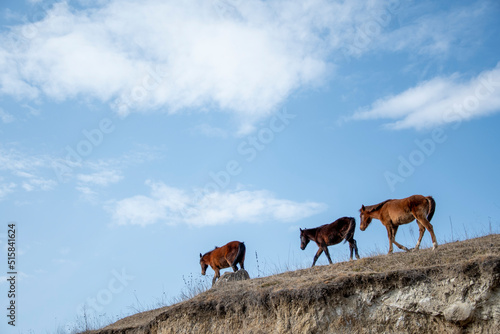 Horses graze on high mountain pastures
