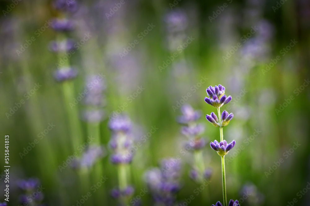Obraz premium Branch of lavender with purple flowers in a lavender field, garden. Close up of lavender flowers against a green lawn.