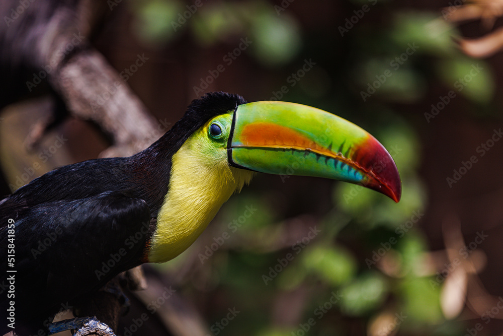 Fototapeta premium Colorful tucan in the aviary. Bird portrait, wildlife, animal head with eyes on blurred tropical foliage