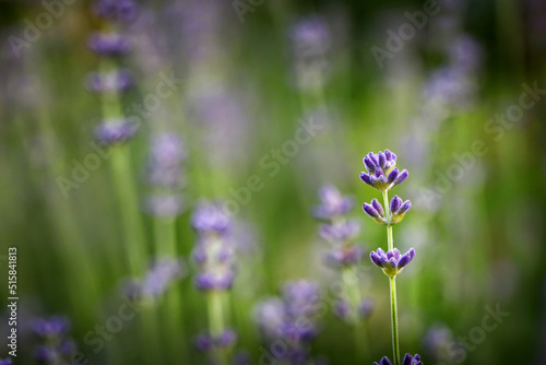 Branch of lavender with purple flowers in a lavender field  garden. Close up of lavender flowers against a green lawn.