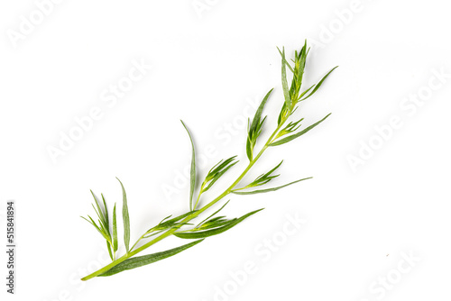 Tarragon or estragon isolated on a white background. Artemisia dracunculus. Top view. Herb. Tarragon leaves.