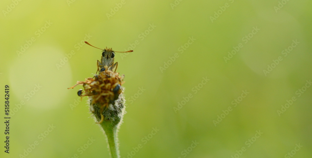 Small Skipper Butterfly roosting, Somerset Small Skipper Butterfly roosting, Somerset