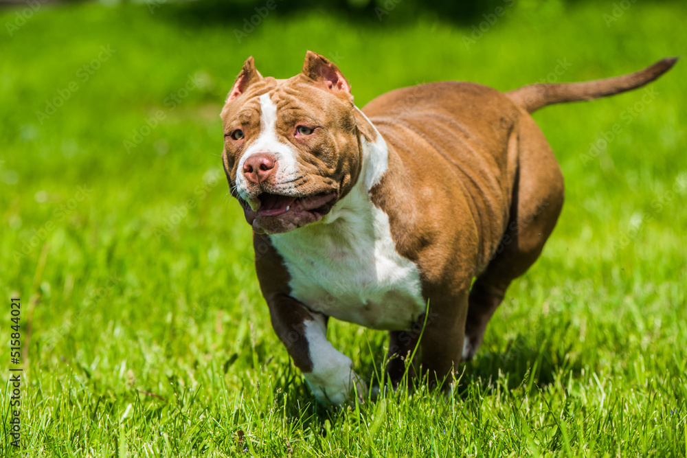 Chocolate color male American Bully puppy dog is moving