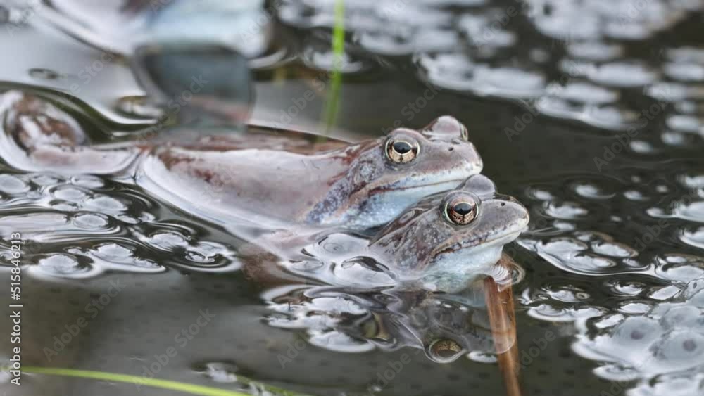 Close-up of European common frogs mating in water during spawning during springtime Close-up of European common frogs mating in water during spawning during springtime