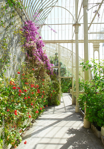 Photography Botanical garden with plants and flowers growing in Dublin, Ireland