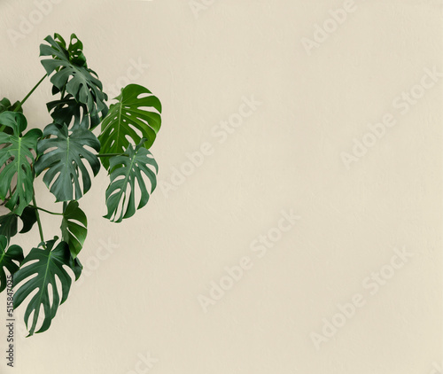 Monstera leaves with beige background with large space for text or graphics photo
