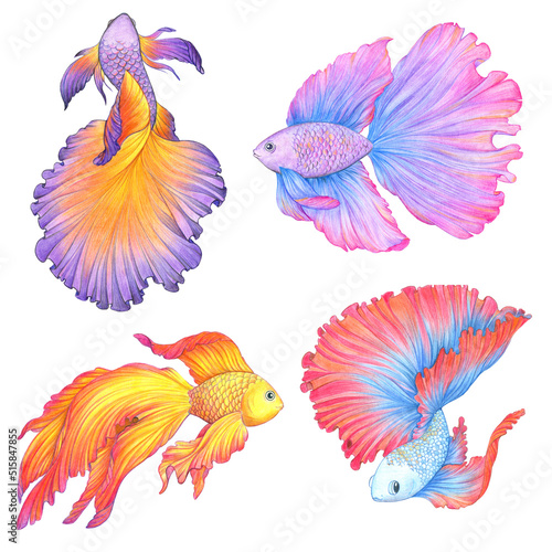 Betta splendens set. Hand drawn illustration. Fighting fish collection. Color sketch. Colored pencil drawing. Isolated objects