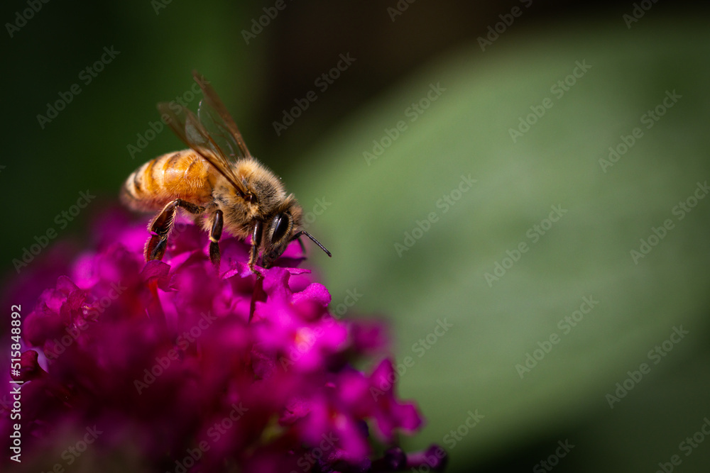 Bee on pink flower