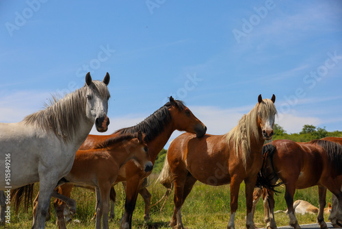 herd of horses on a meadow © SeanMichaelPritchard