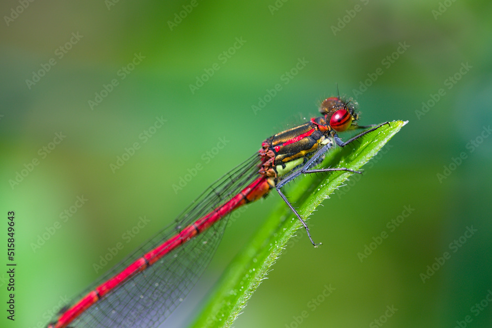 Macro of damselfly Pyrrhosoma nymphula on a leaf Macro of damselfly Pyrrhosoma nymphula on a leaf