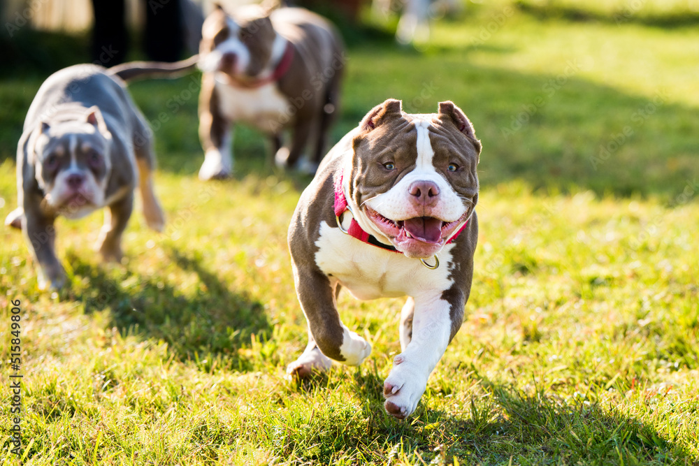 Three Chocolate color American Bully dogs are walking