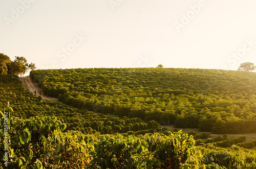 Tapety artystyczne Minas Gerais