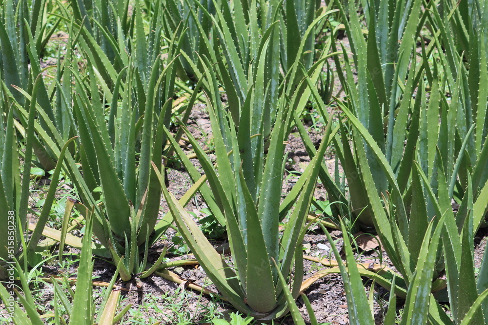 Obraz premium Cambodia. Aloe vera is a succulent plant species of the genus Aloe. Having some 500 species, Aloe is widely distributed, and is considered an invasive species in many world regions.