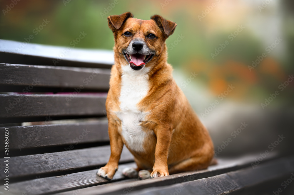 happy red mixed breed dog sitting on a bench in the park happy red mixed breed dog sitting on a bench in the park