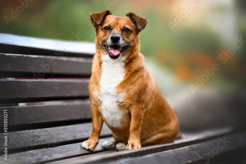 happy red mixed breed dog sitting on a bench in the park